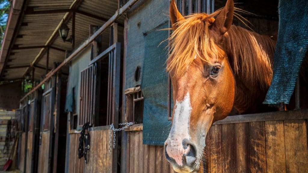 Picture of a horse in a shedrow barn,