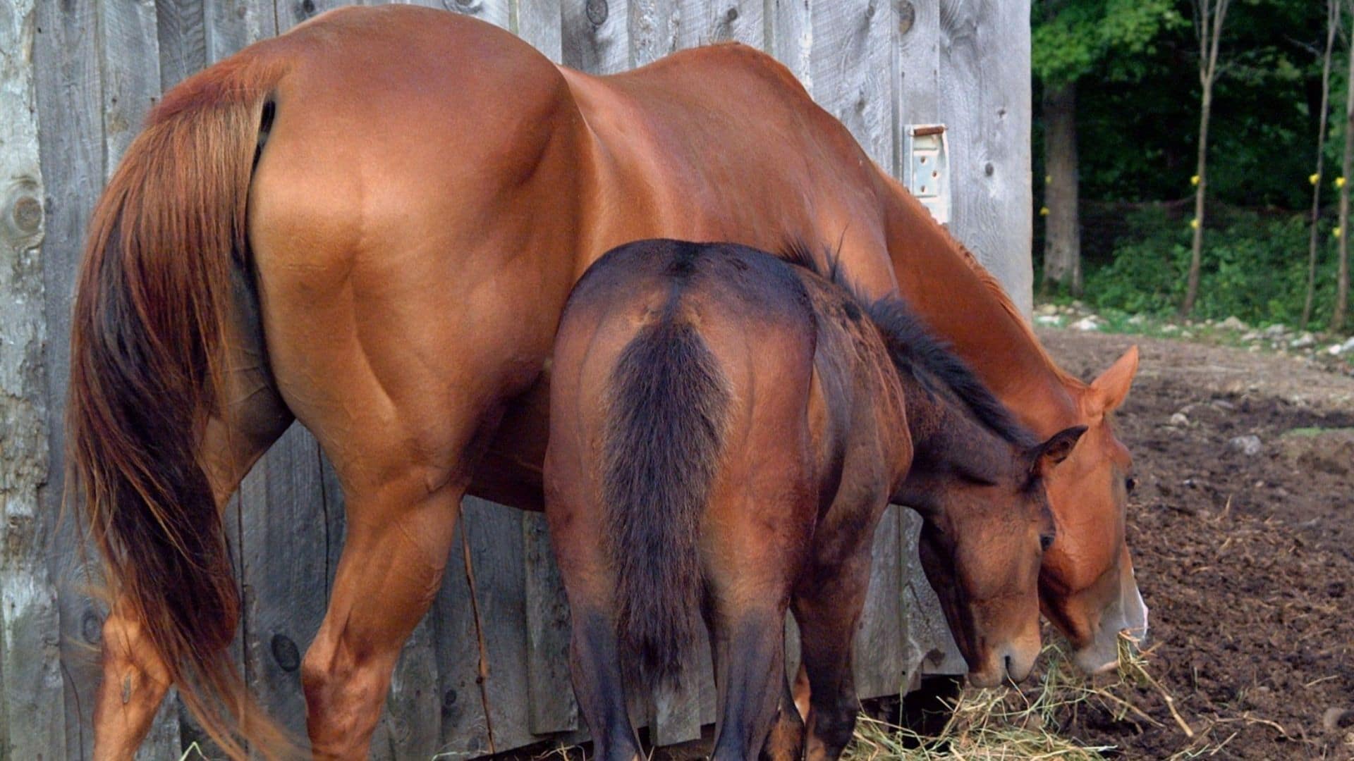 Picture of a quarter horse that illustrates the large muscle development of horses.