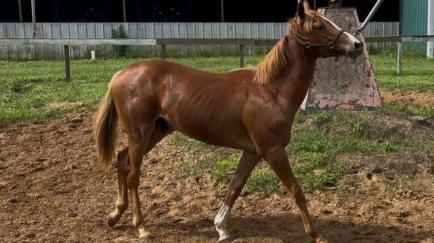 Yearling on an outdoor horse walking wheel at a training and boarding facility in Folsom, Louisiana