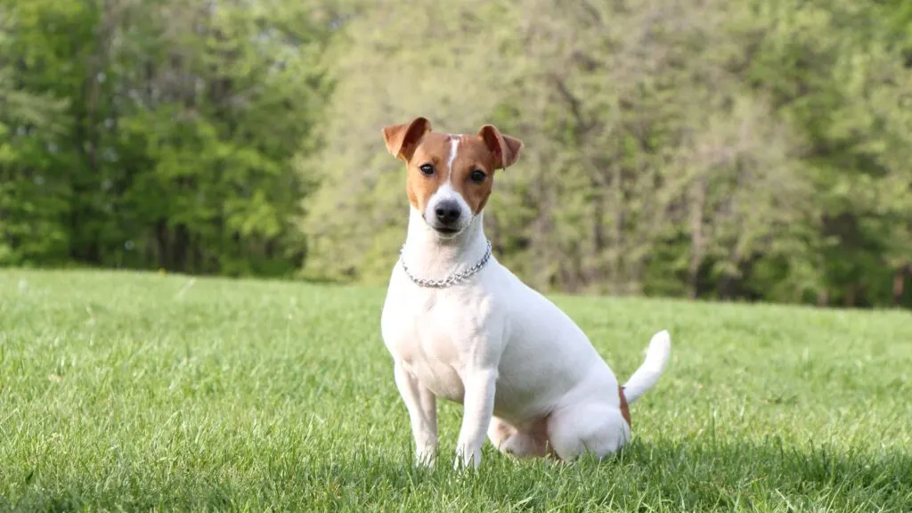 Picture of a Jack Russell dog on a farm