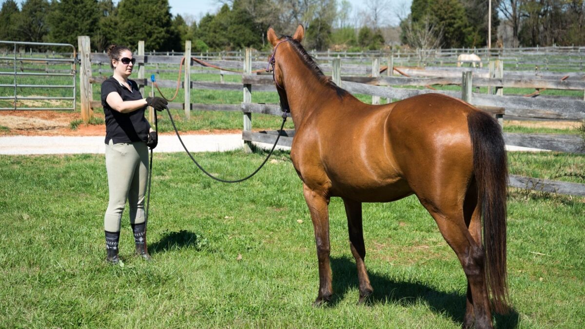 Horse Auction How To Buy A Good Horse And Avoid Mistakes.