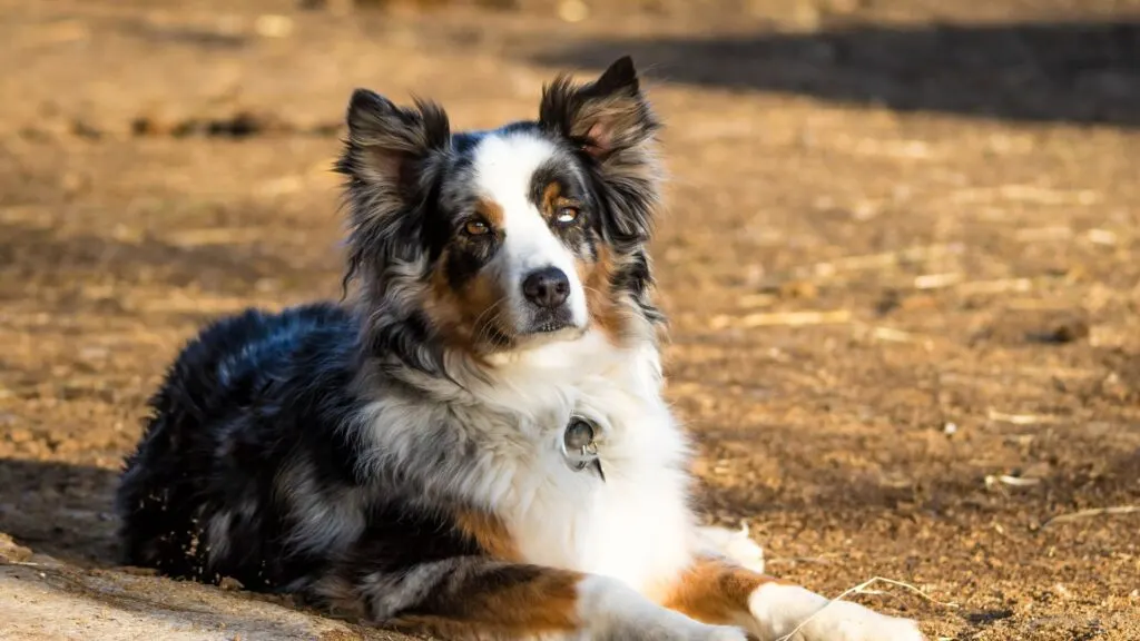 Picture of an Australian Shepard. 