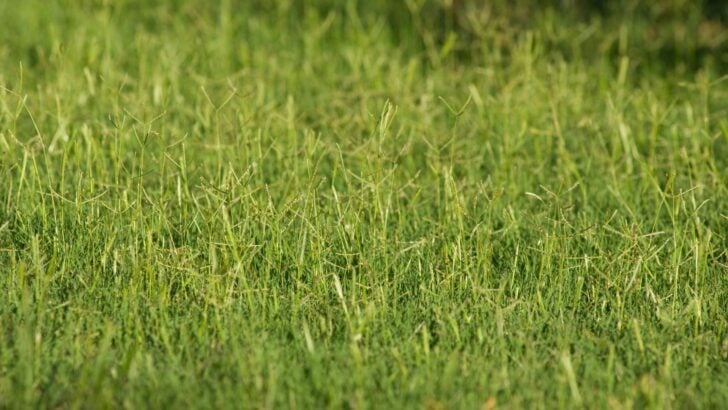 Bermudagrass hay field.
