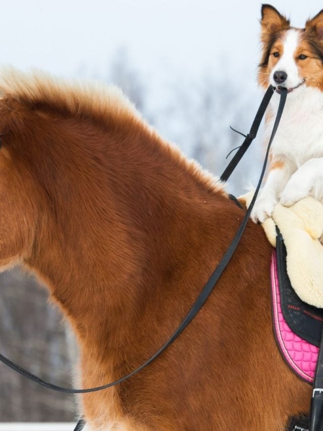 Why Horses Stop Eating 13 Common Causes