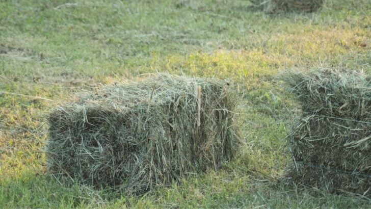 Timothy vs Bermuda vs Alfalfa Hay: Horse Feeding Guide