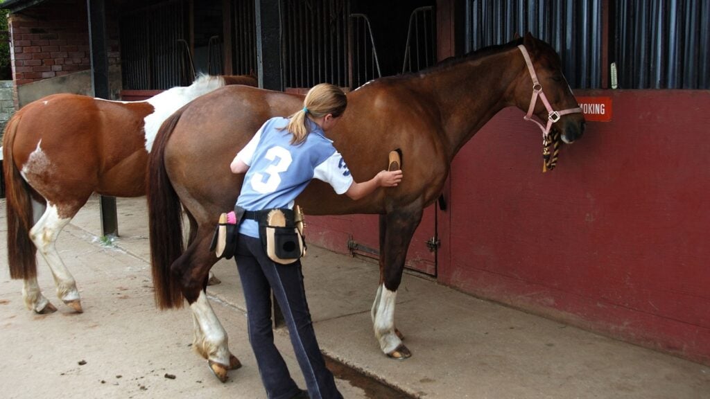 Picture of a person brushing their horse