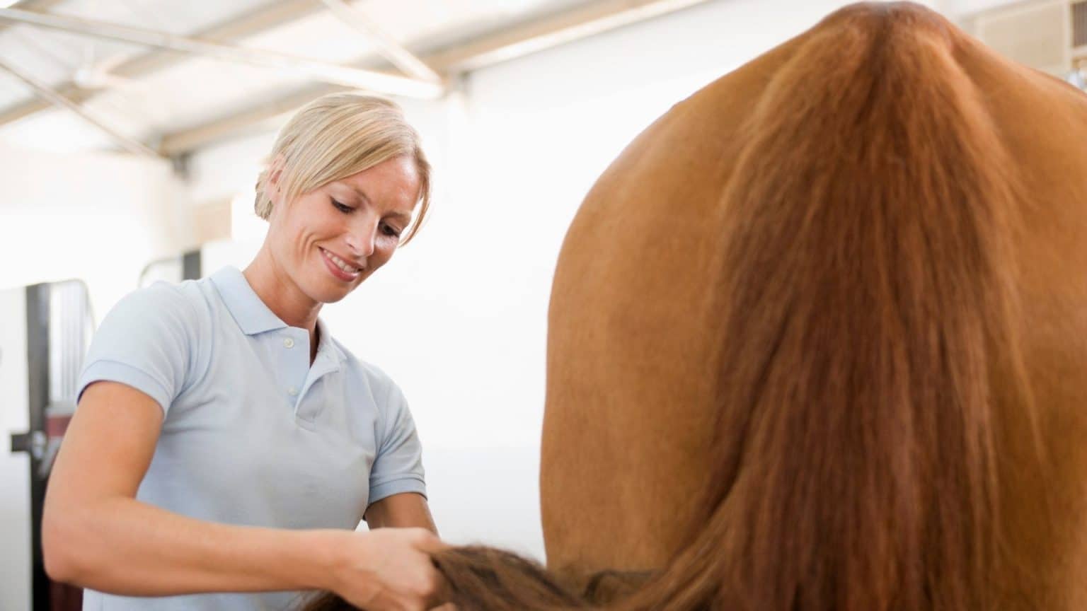 Will A Horses' Tail Grow Back? 5 Simple Tips