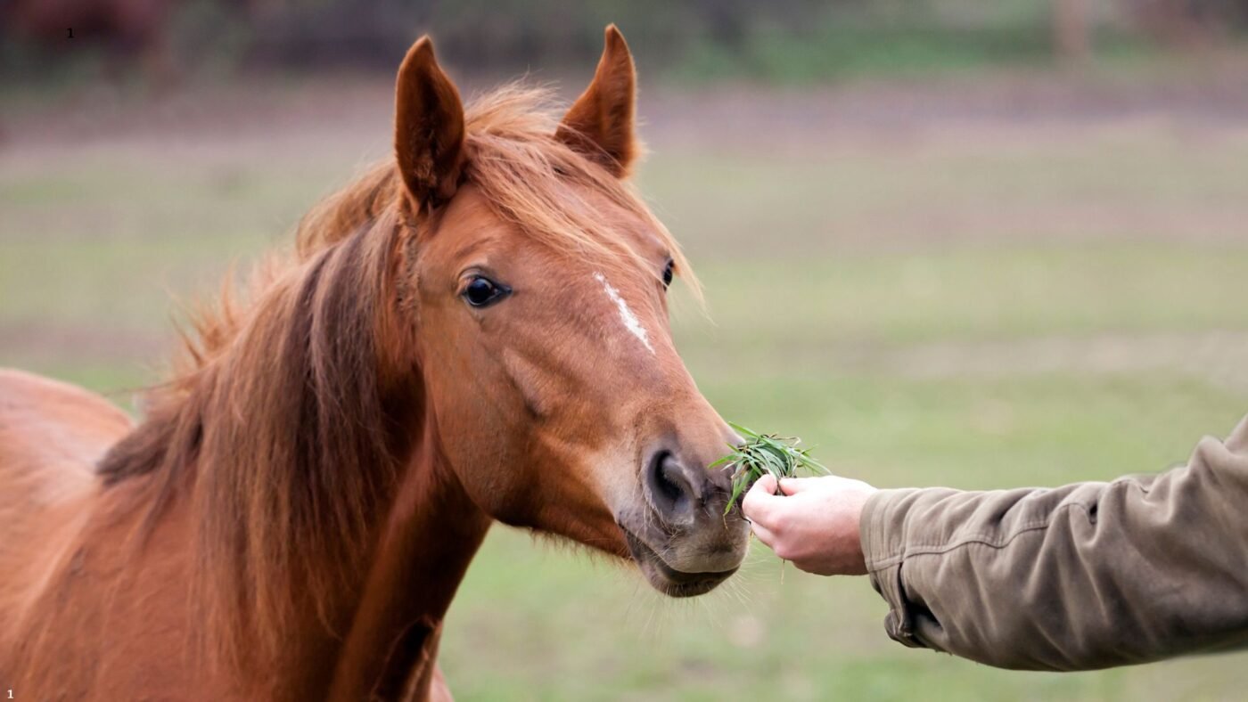 Why Horses Stop Eating: Common Causes & What to Do Horse smelling hay from a person's hand.