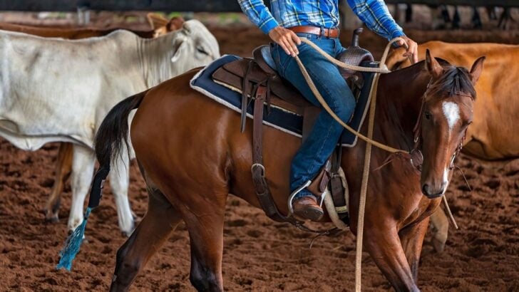 Best Men’s Jeans for Horse Riding