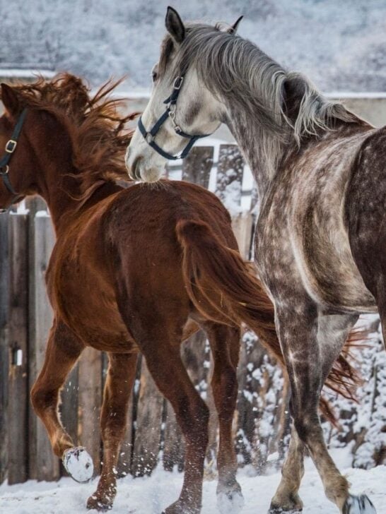Will A Horses' Tail Grow Back? 5 Simple Tips