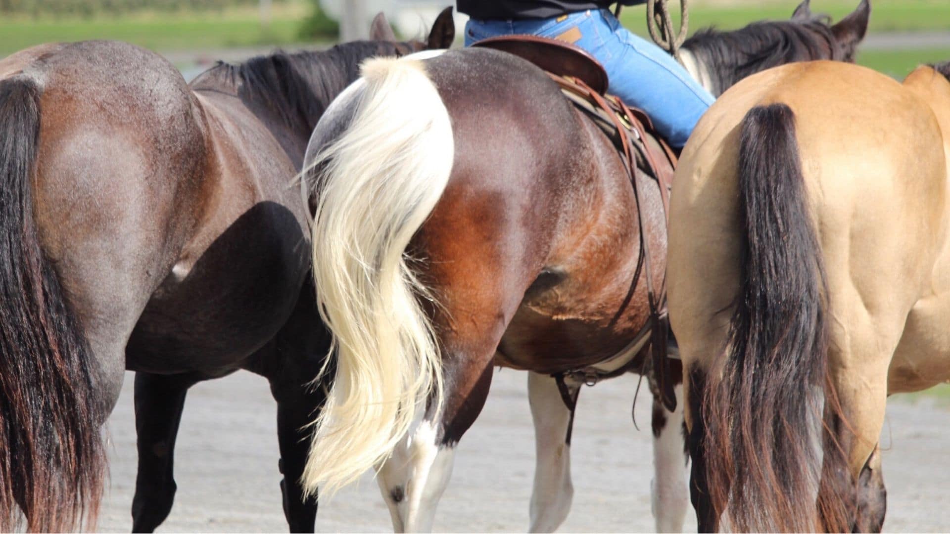 Why Do Horses Rub Their Tail At Joe Alvarez Blog