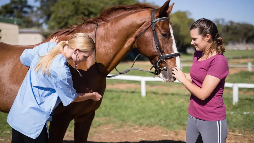 Picture of a vet checking a horse for colic.
