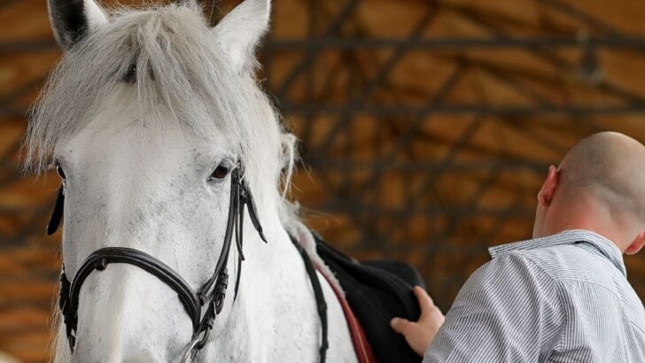 Trainer establishing roles with his horse.