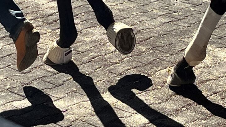 Picture of a race horse wearing bell boots