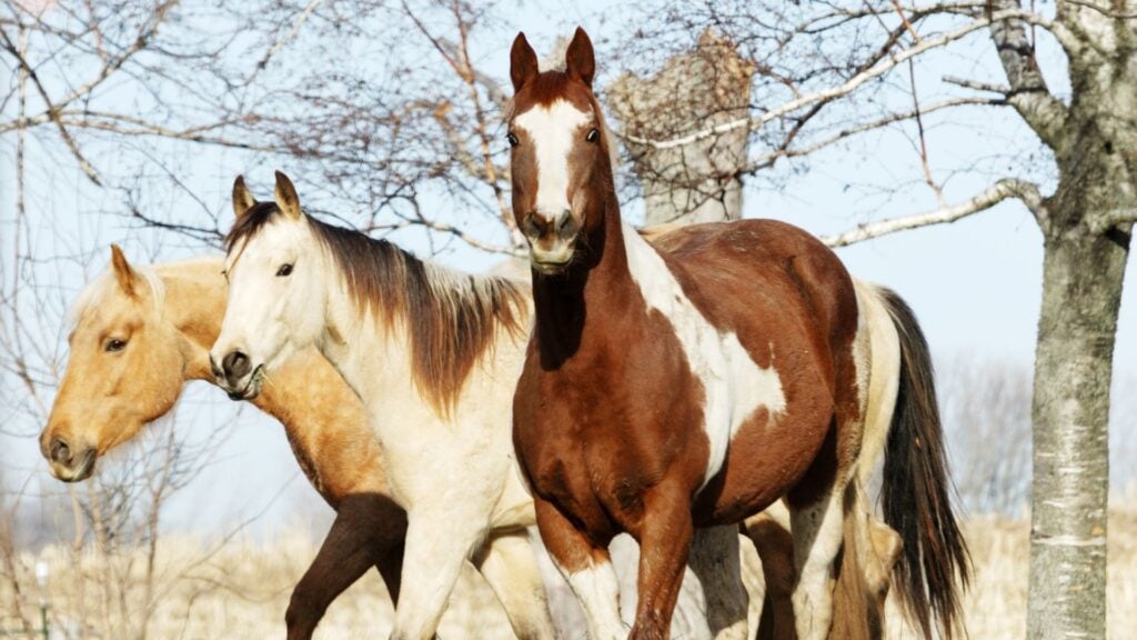 Different Types Of Horses Breeds at Edna Riley blog