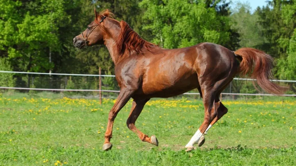 Healthy horse in green pasture with a shiny coat