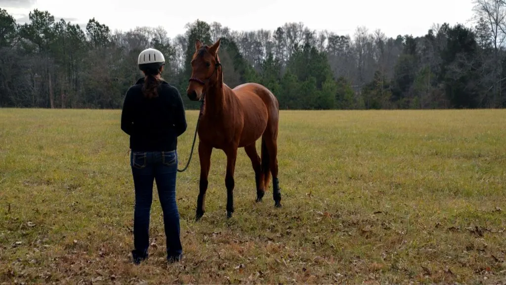 Handler doing groundwork with a horse to build confidence and reduce anxiety