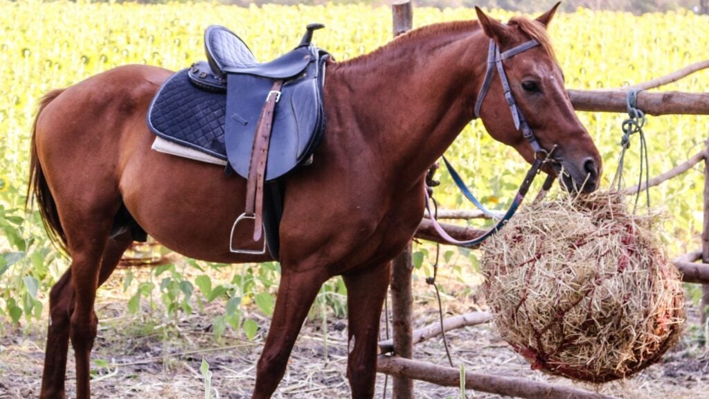 Picture of a horse eating hay from a hay bag