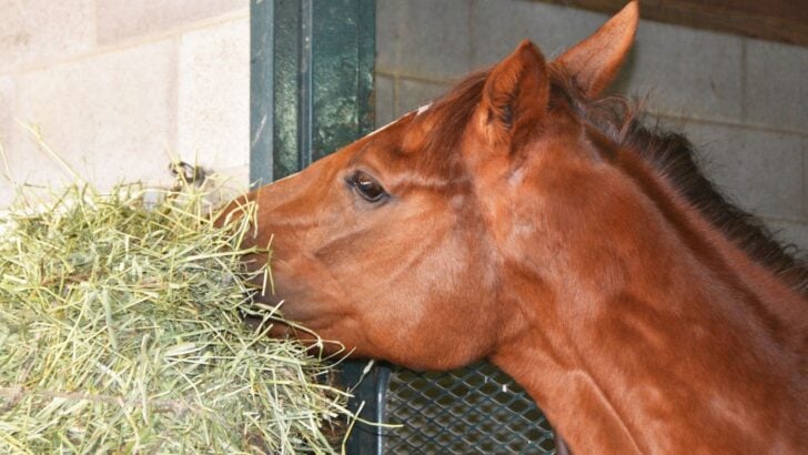 Horse in a stall.