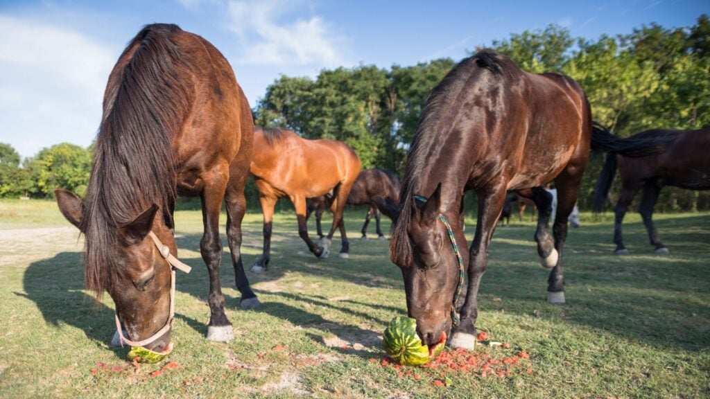 Picture of horses eating watermelons