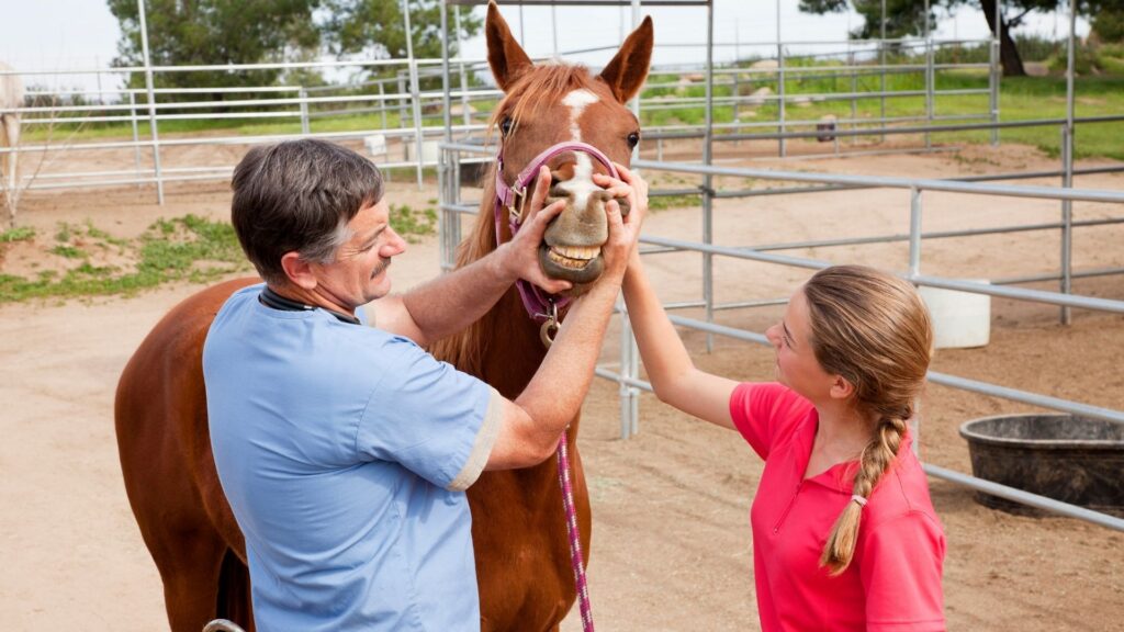 Picture of a horse getting his teeth examined.