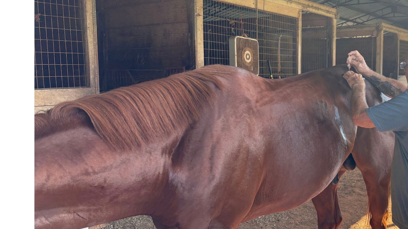 Veterinarian injecting my horse’s stifle joint.