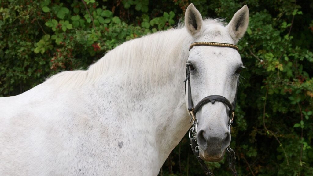 Picture of an old gray horse.