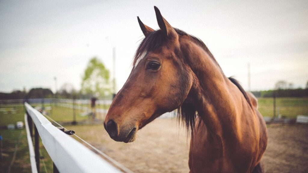 Picture of a racehorse looking over a fence