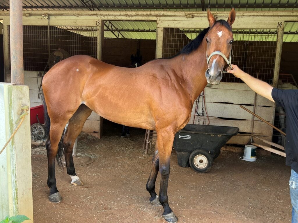 Picture of a female thoroughbred racehorse.