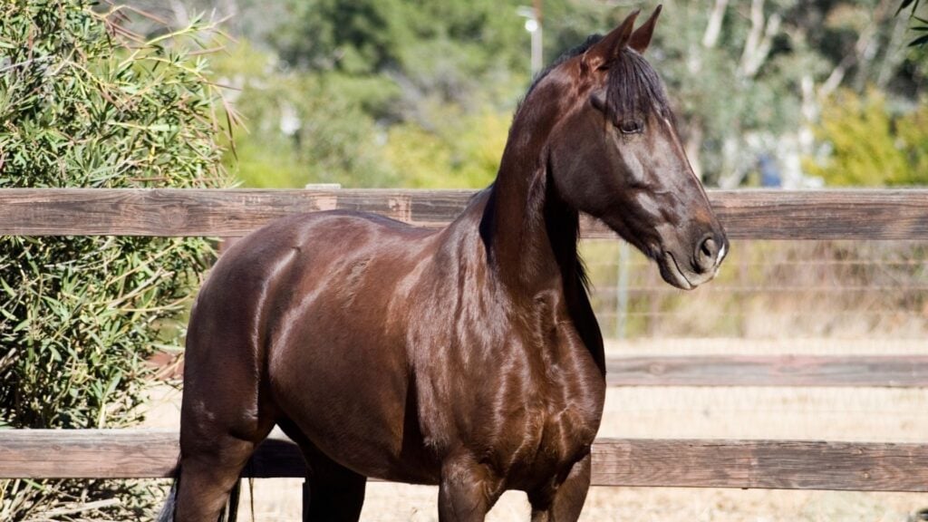 Picture of a young Tennessee Walking Horse in a paddock.