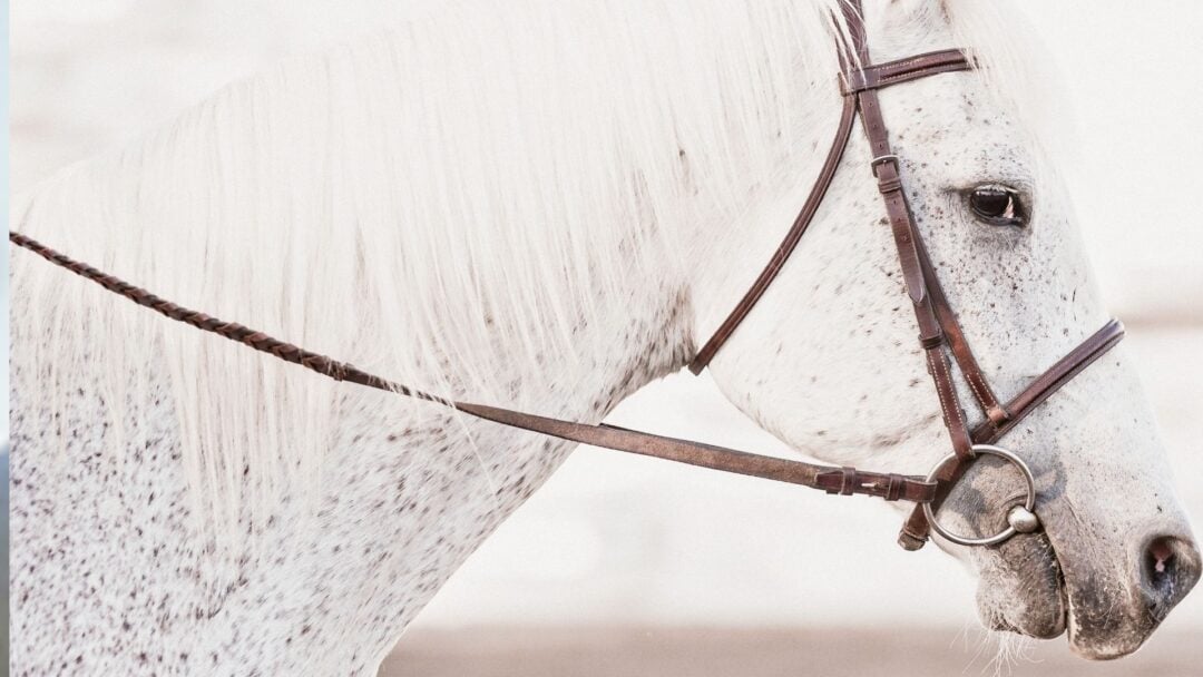 Horse Reins Types And How They Work