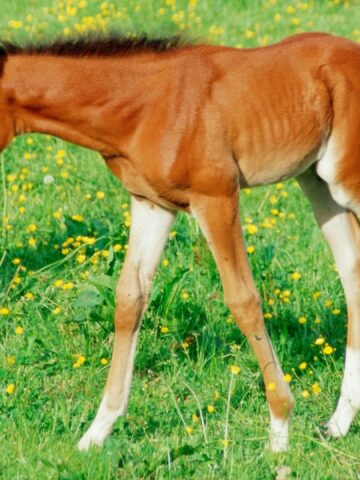 Picture of a foal in a meadow.