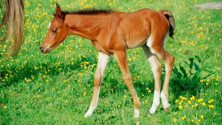 Picture of a foal in a meadow.