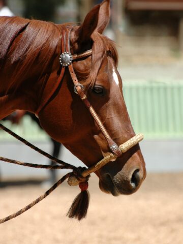 Picture of a horse in a hackamore.