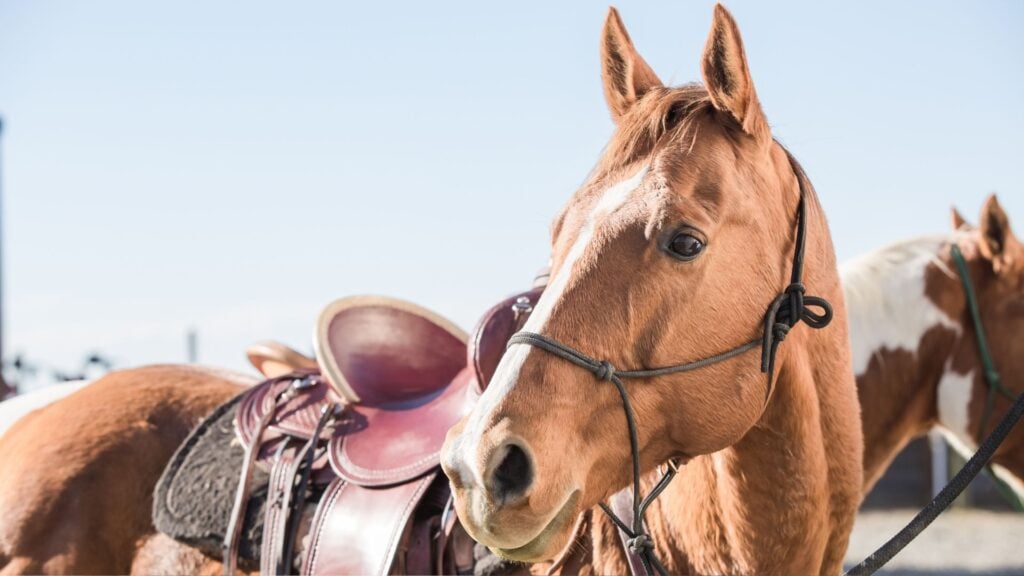 Picture of a horse with halter or hackamore.