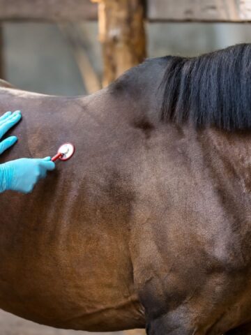 Picture of a horse being evaluated for cancer.