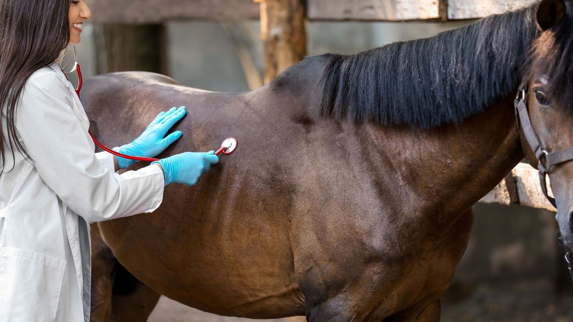 Horse Cancer Symptoms, Common Types, And Surviving