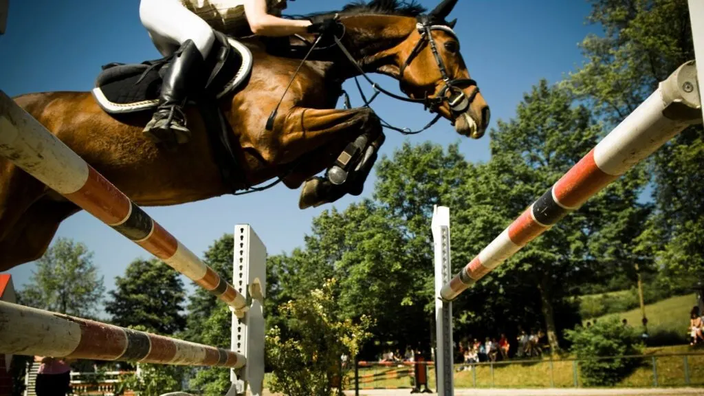 Picture of a Thoroughbred competing in showjumping competition.  