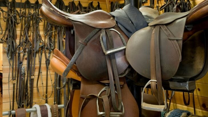 Picture of horse tack.