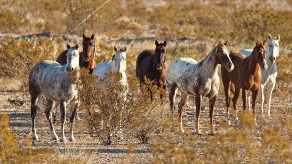 Picture of mustang horses in the wild.