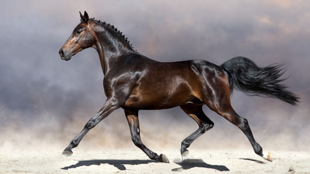 Picture of a bay horse.