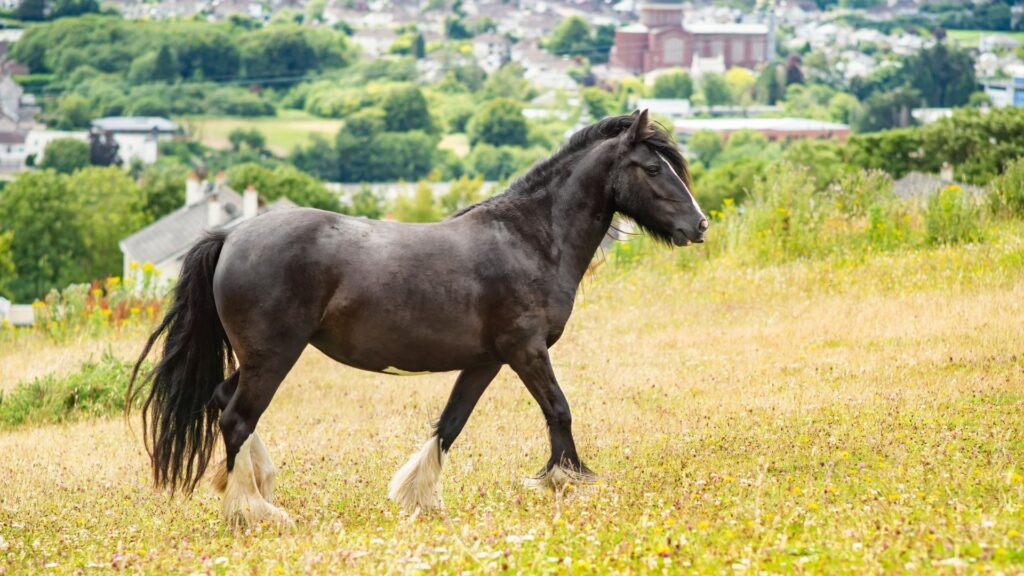 Picture of a Dales Pony