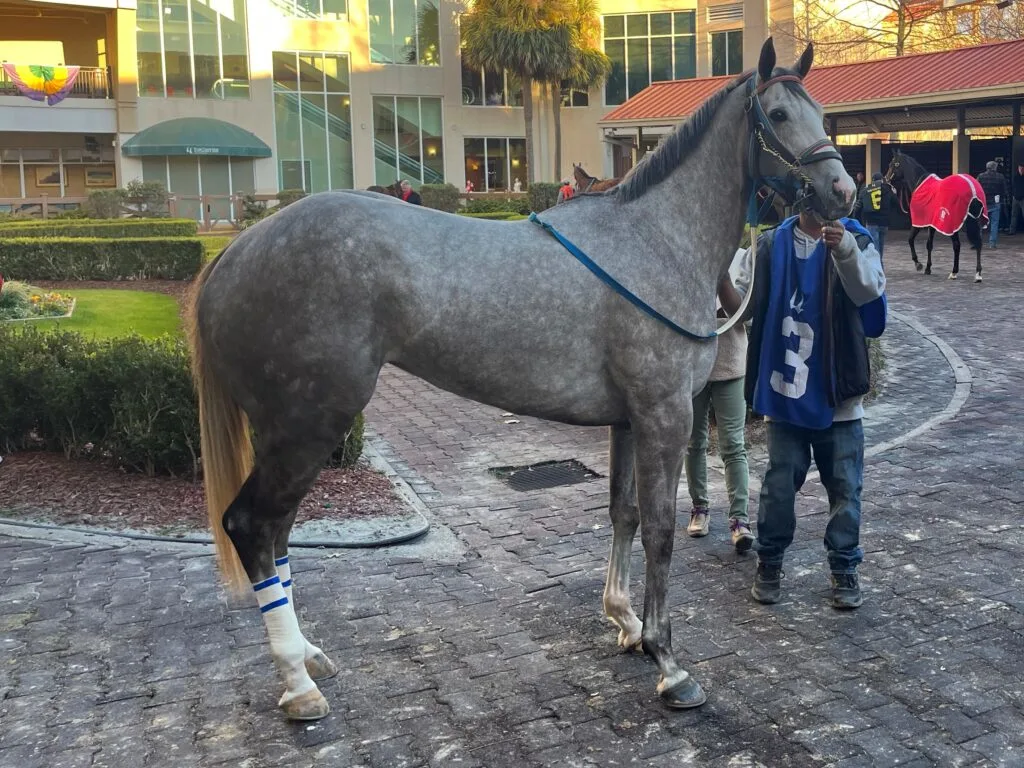 Picture of a dapple gray horse.