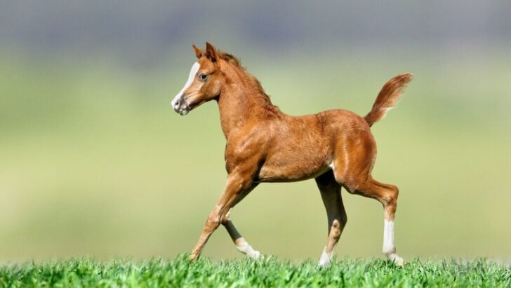 Picture of a foal in a pasture.