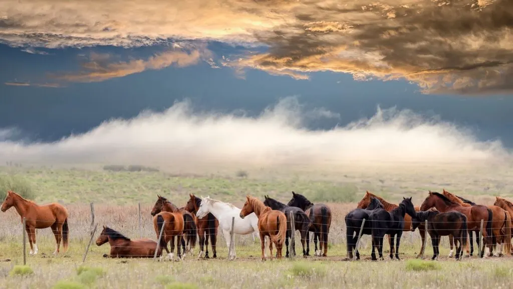 Picture of a herd of horses.