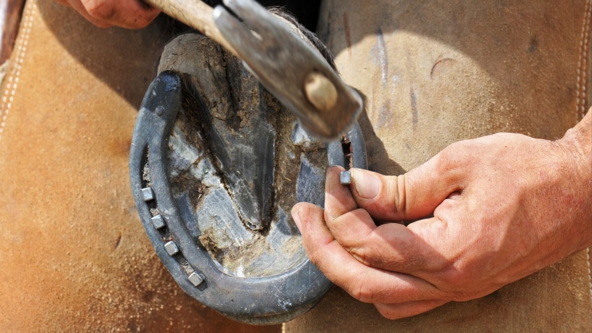 Are Horseshoes Cruel, Painful? Do Horses Like Being Shoed?