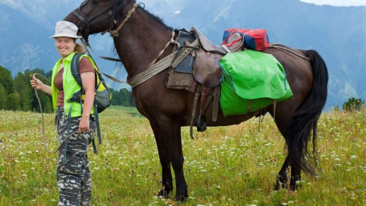 Picture of a horse with saddlebags.