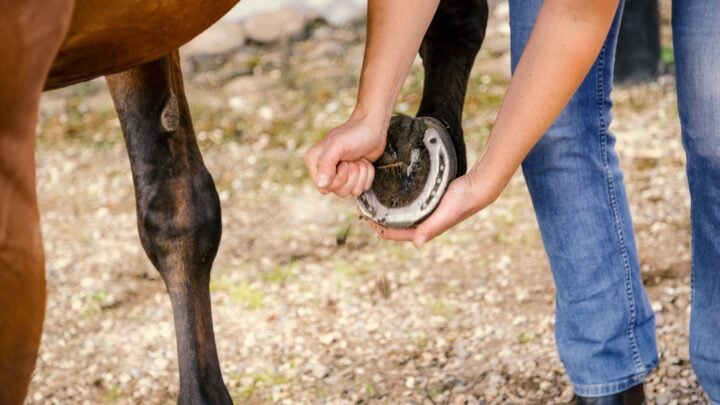 Person performing hoof care
