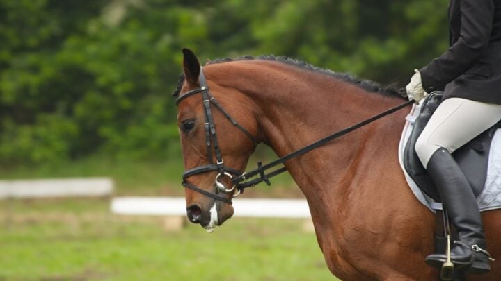 Picture of a horse show in dressage