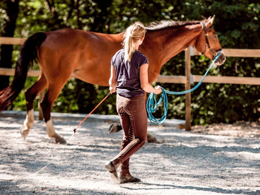 Picture of an equestrian lunging a horse.